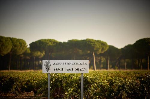 Дегустация вина в Испании, вина Д.О. Рибера дель Дуэро D.O. Ribera del Duero , Мадрид Испания.